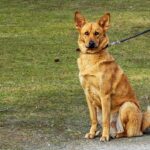 Dog Throat Injury from Leash Treatment