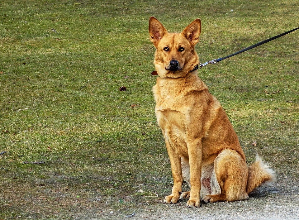 Dog Throat Injury from Leash Treatment