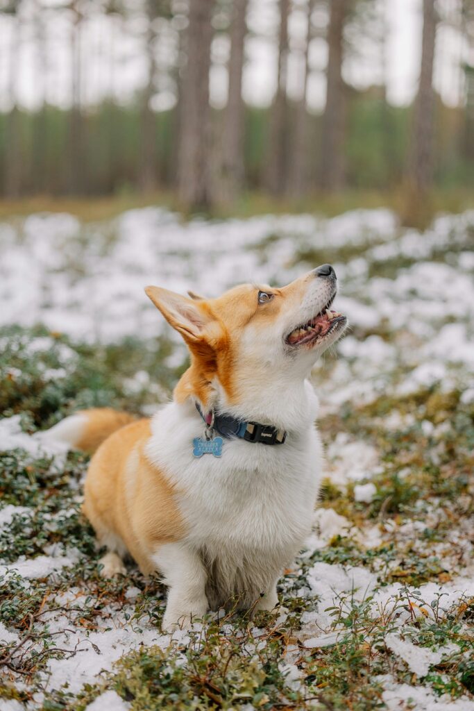 How My Dog Was Choked by His Collar