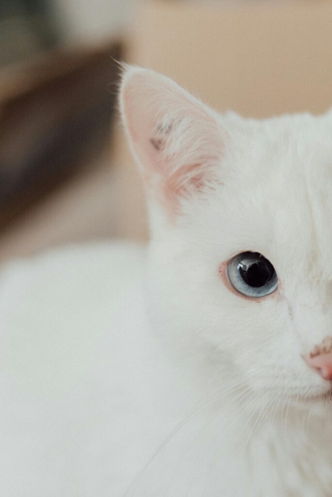 Cleaning Your Kitten’s Ears