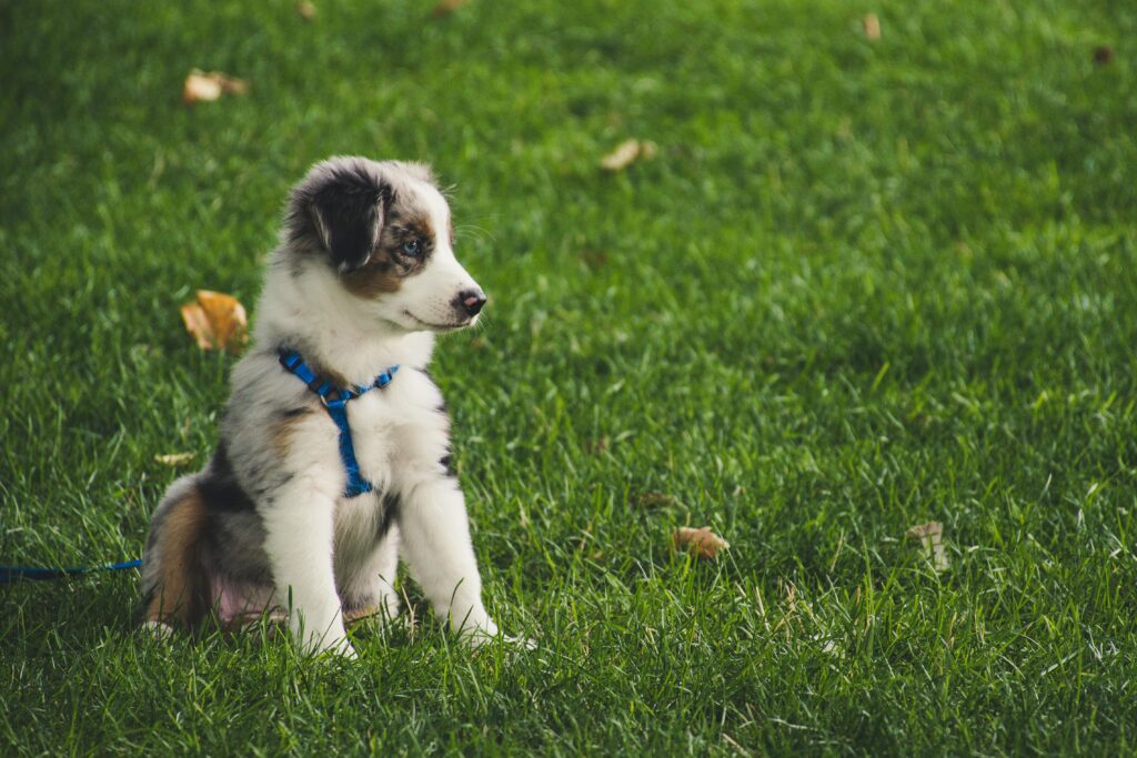 Puppies: The Loyal Energizers