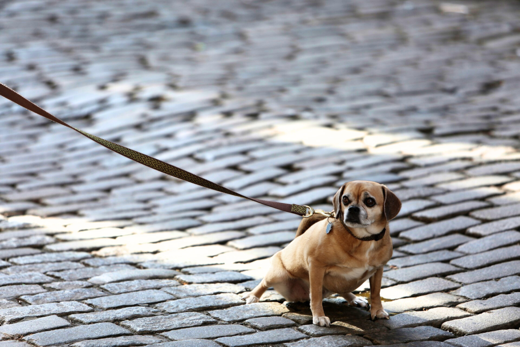 Pulling on the Leash