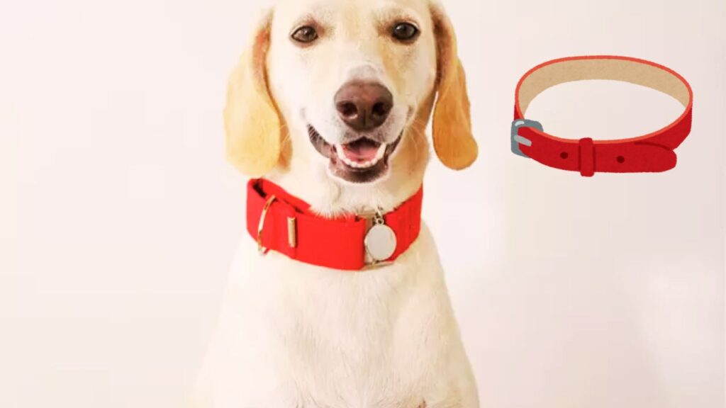 What a Red Dog Collar Means for a Dog
