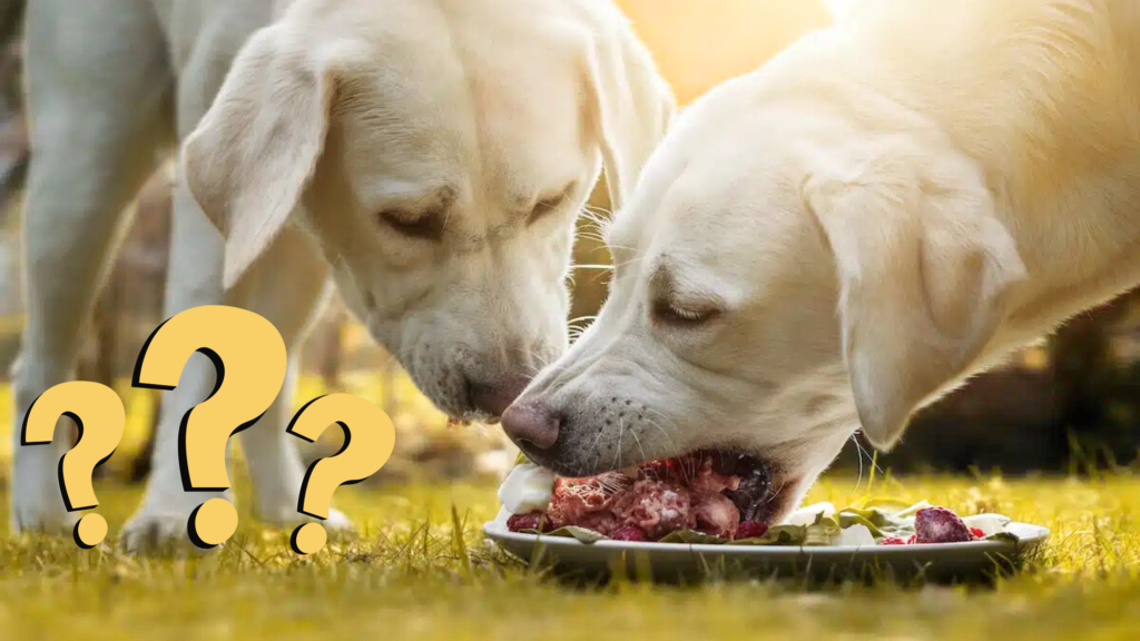 Should You Switch Your Dog to a Raw Diet