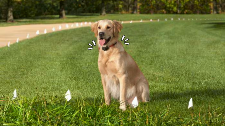 Underground Dog Fence Cost