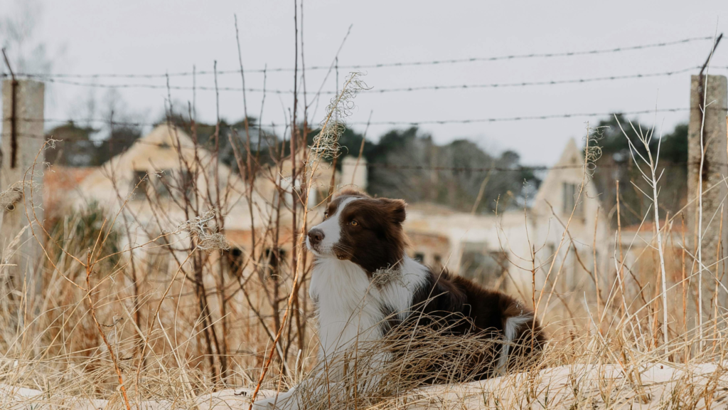 Pros of a Wired Fence