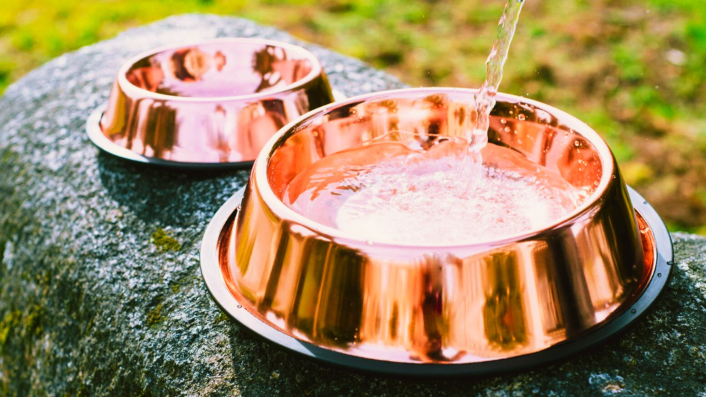 Keep Your Cat Hydrated