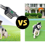 Wireless vs Underground Dog Fence