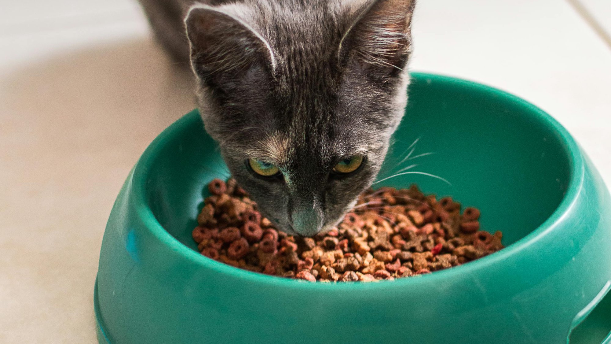 Why Do Vets Recommend Dry Food for Cats