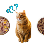 Is Wet Food or Dry Food Better for Cats