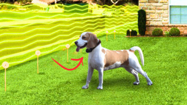 Is Invisible Fence Safe for Dogs