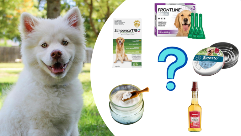 What Is the Safest Flea and Tick Medicine for Dogs