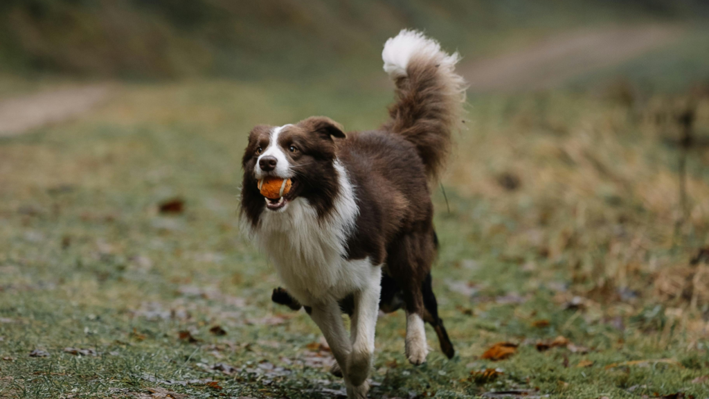 Treats Can Support Health & Training