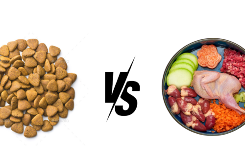 Kibble vs Raw Diet for Dogs