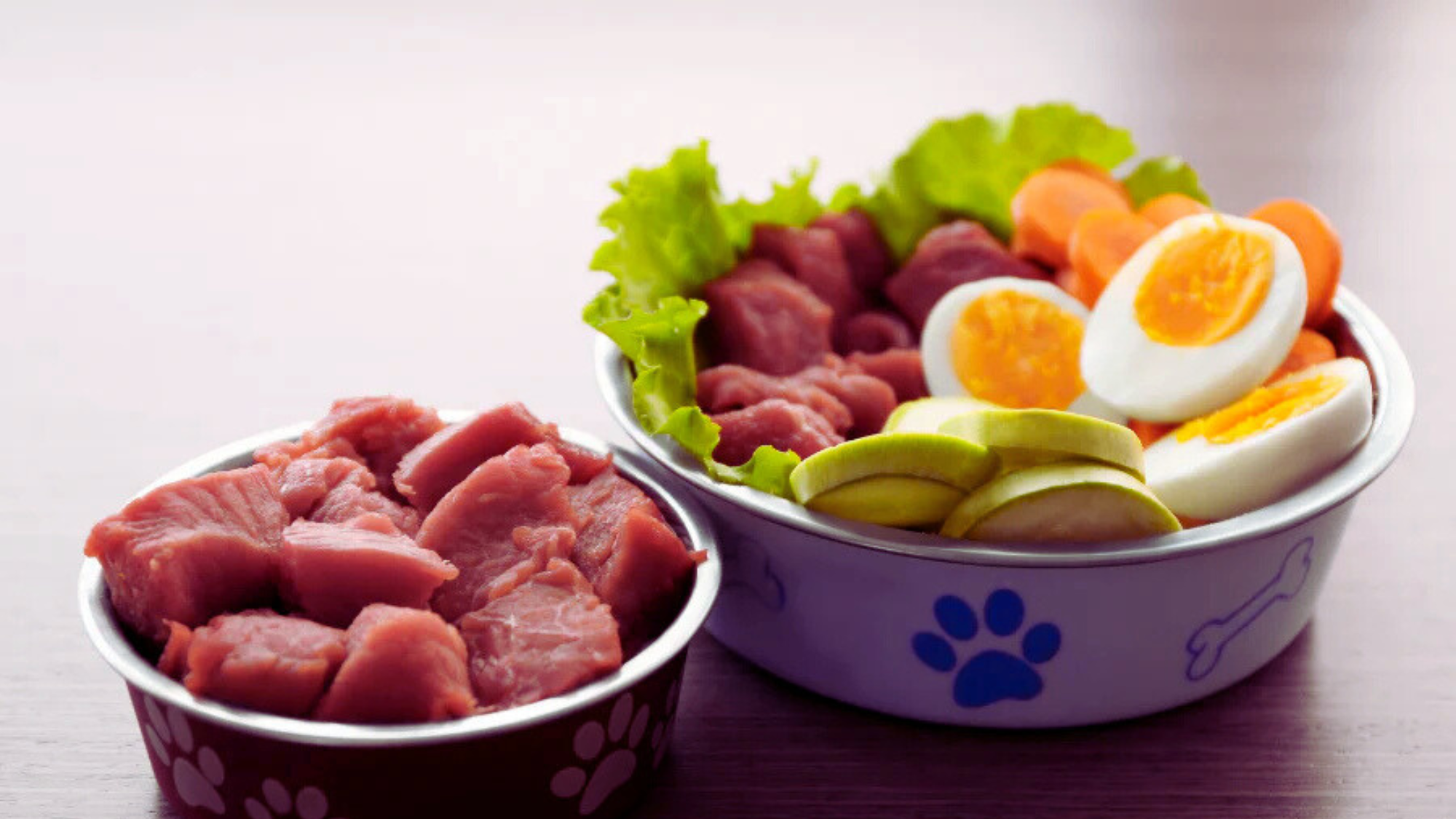 Dog Raw Food Diet Scientific Research