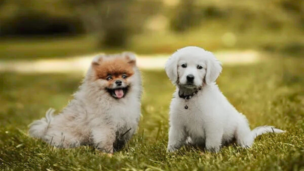 Puppies and Freeze-Dried Food: A Good Match