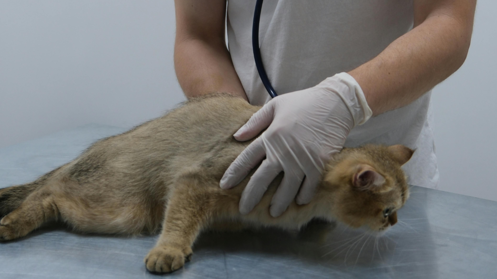 Consult Your Veterinarian for Guidance