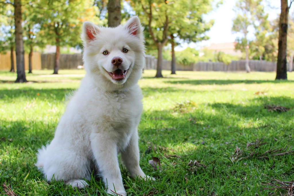 Wired Dog Fence Cost