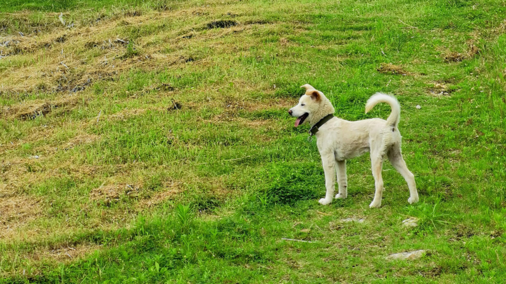 How to Train Your Dog with the Halo Fence