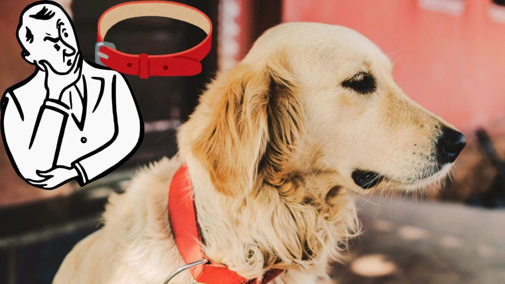 What to Do When You See a Red Dog Collar
