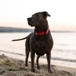Red Dog Collar