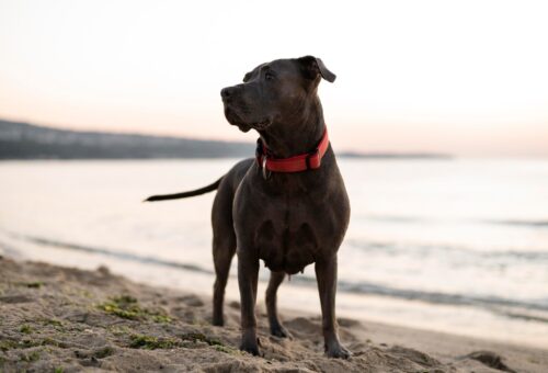 Red Dog Collar