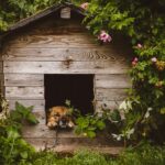 What Is a Dog Kennel Used For