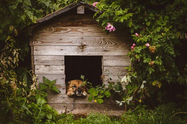 What Is a Dog Kennel Used For