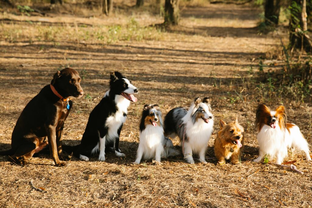 Tracking Multiple Dogs