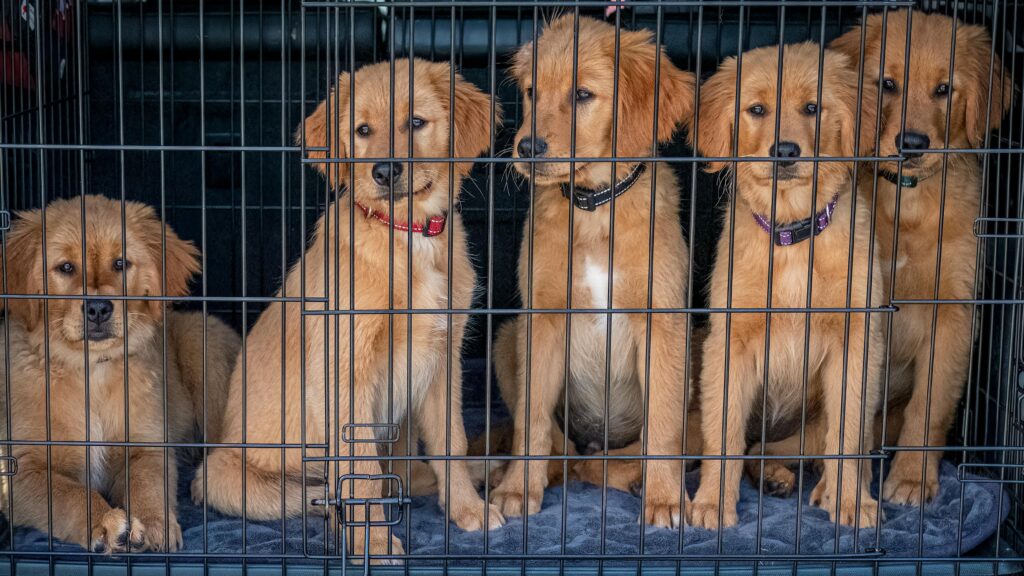 Kennels Are Not Meant for Permanent Confinement