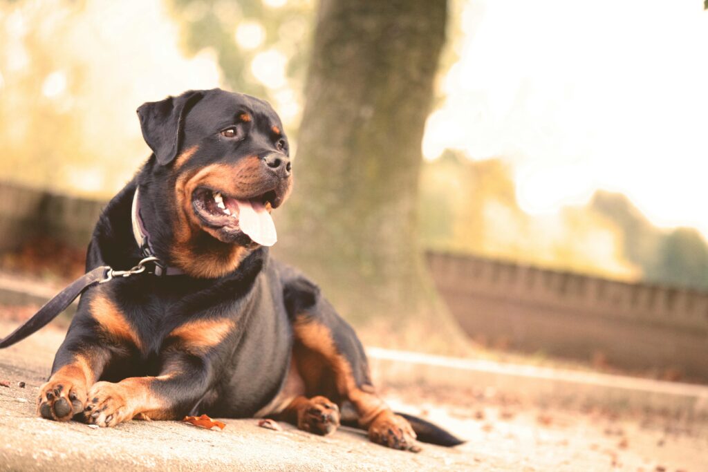 Adult Dogs Require a Balanced Diet