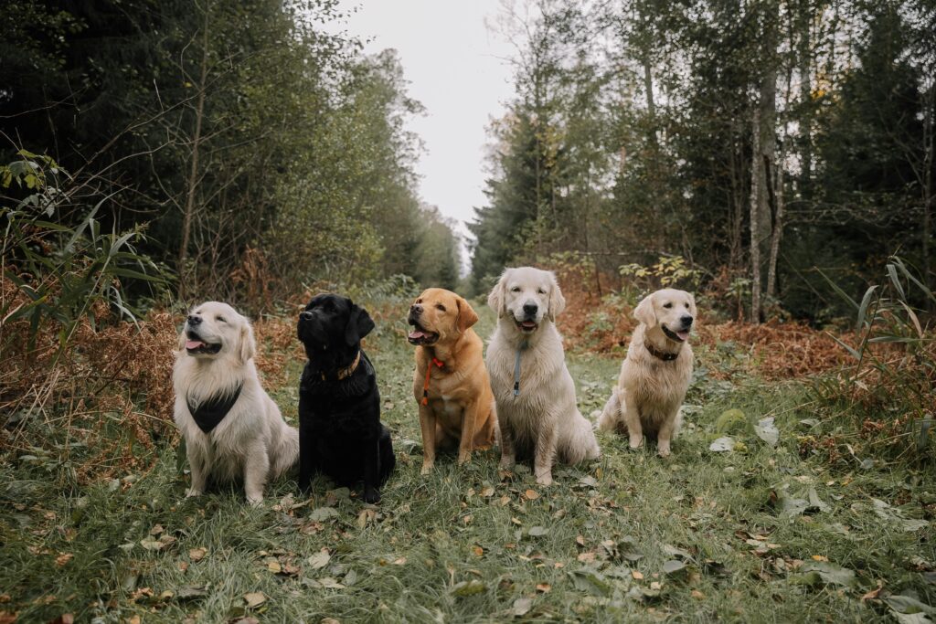 Choose a dog kennel if