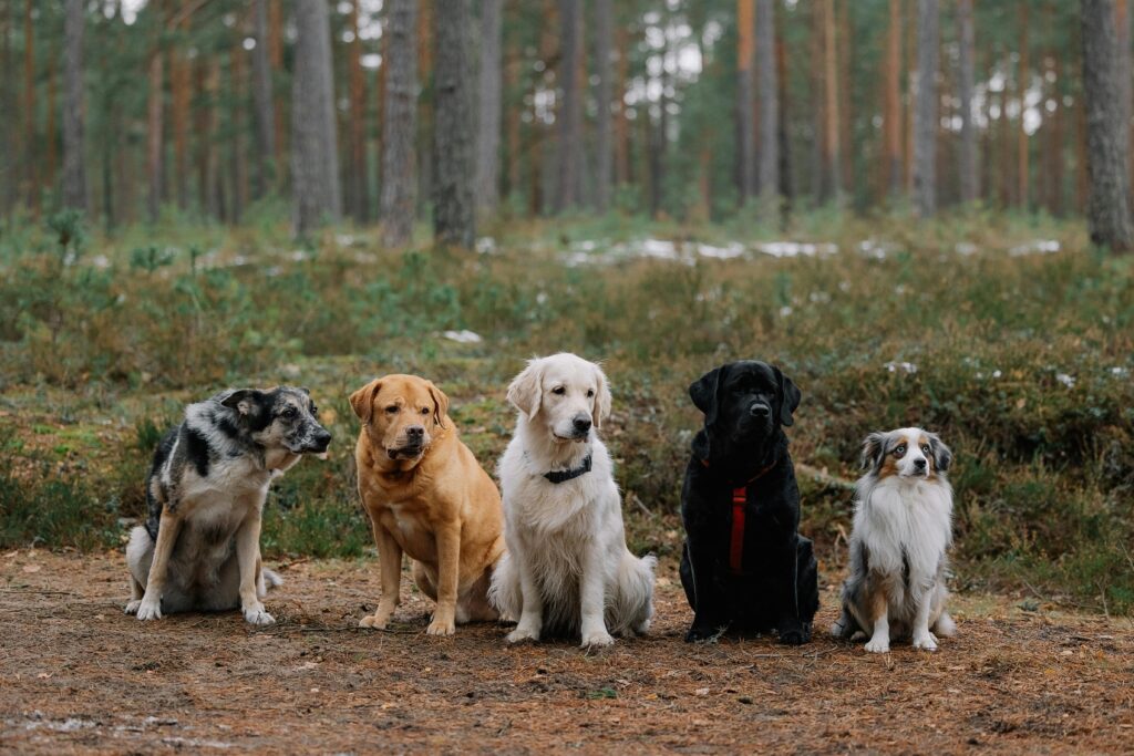 Multi-Dog Training Capability