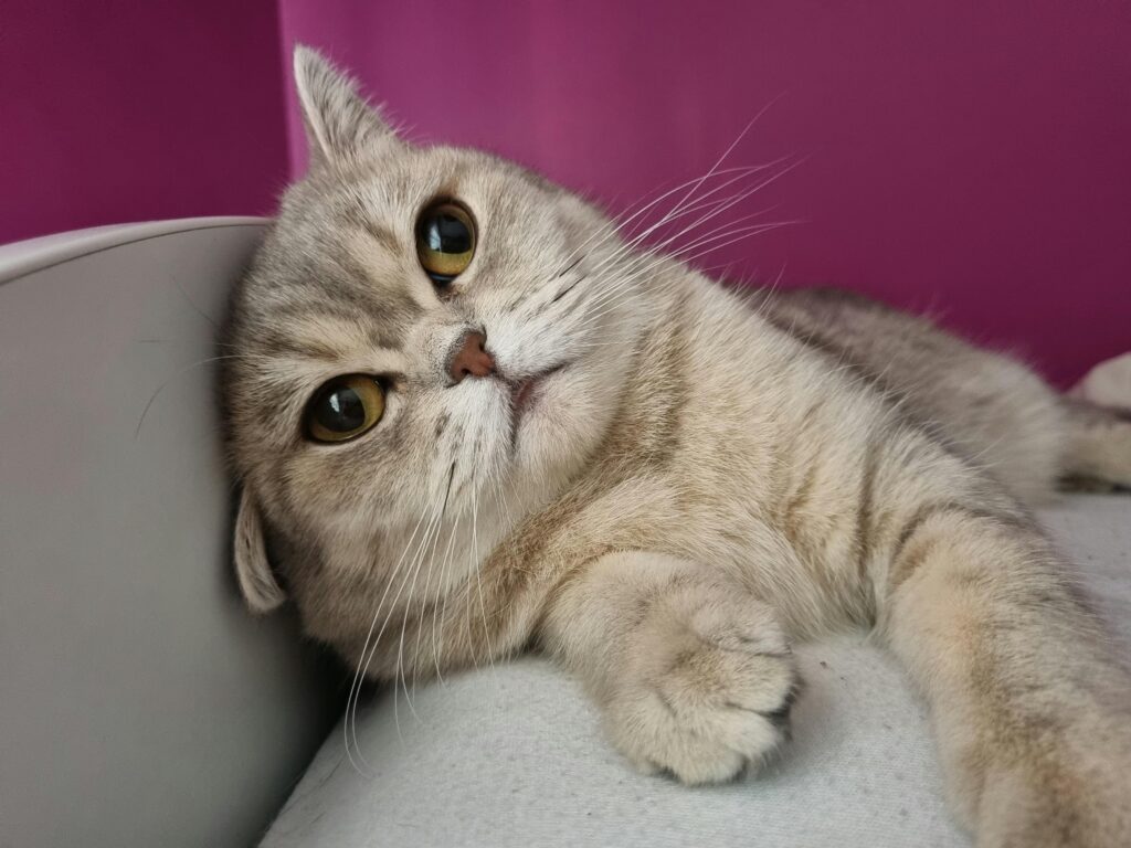 Understanding Kidney Disease in Cats