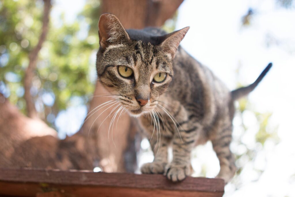 Monitor Your Cat’s Weight and Appetite