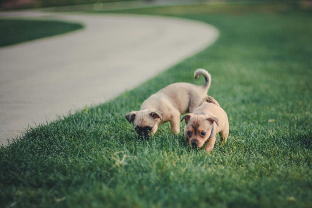 Extra Nutrients for Growth in Puppies