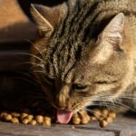 My Cat Only Eats Dry Food