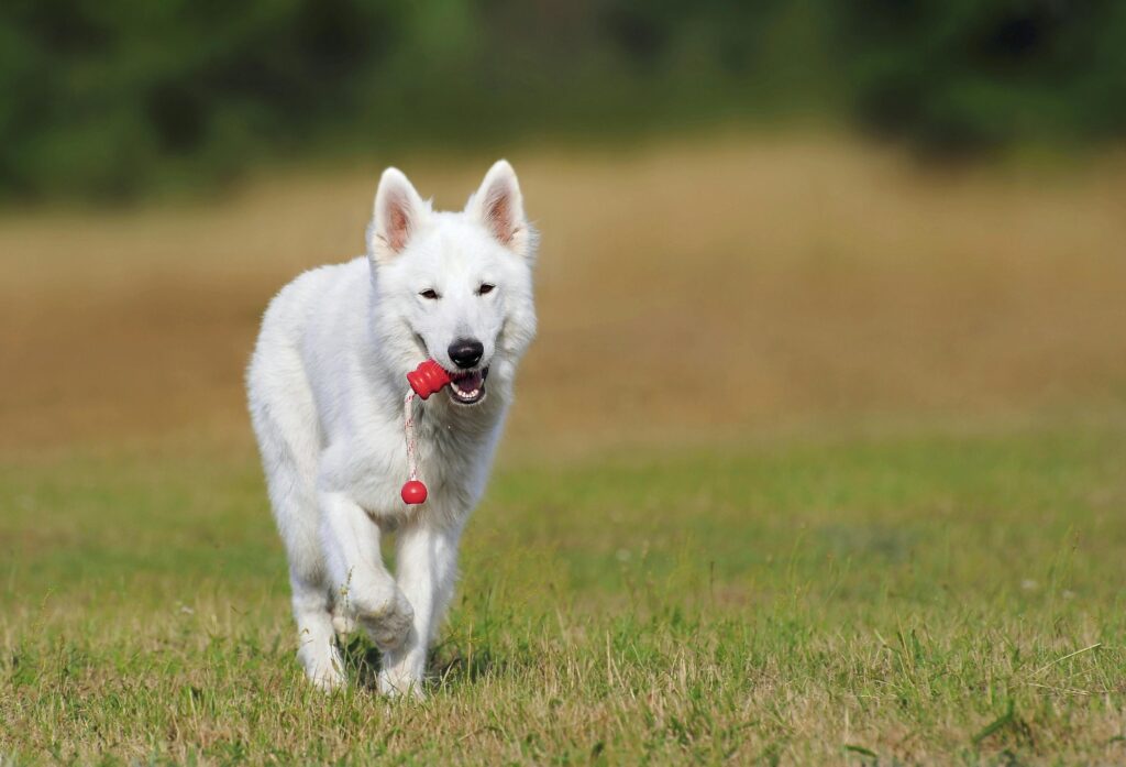 Training Your Dog to Use a Wireless Dog Fence