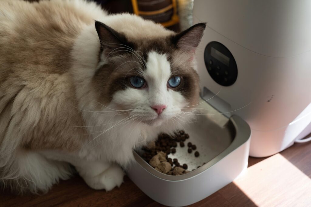 How to Transition Your Cat from Dry Food to Wet Food