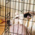 Should You Put Dog Bed in Crate