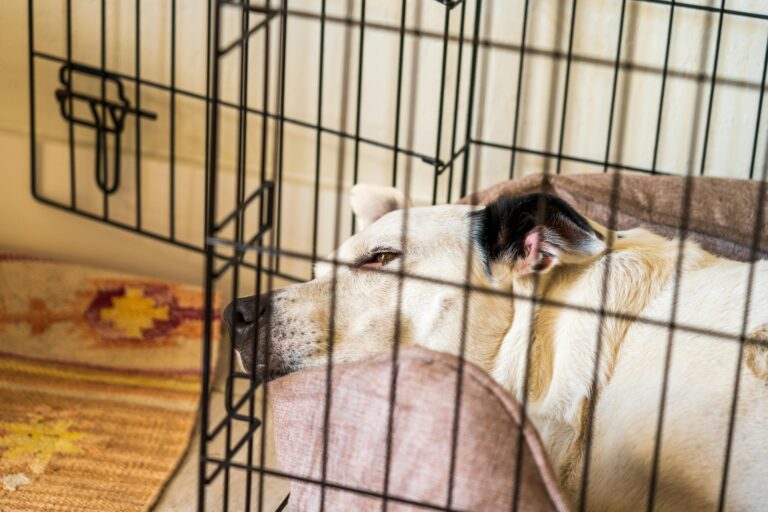 Should You Put Dog Bed in Crate