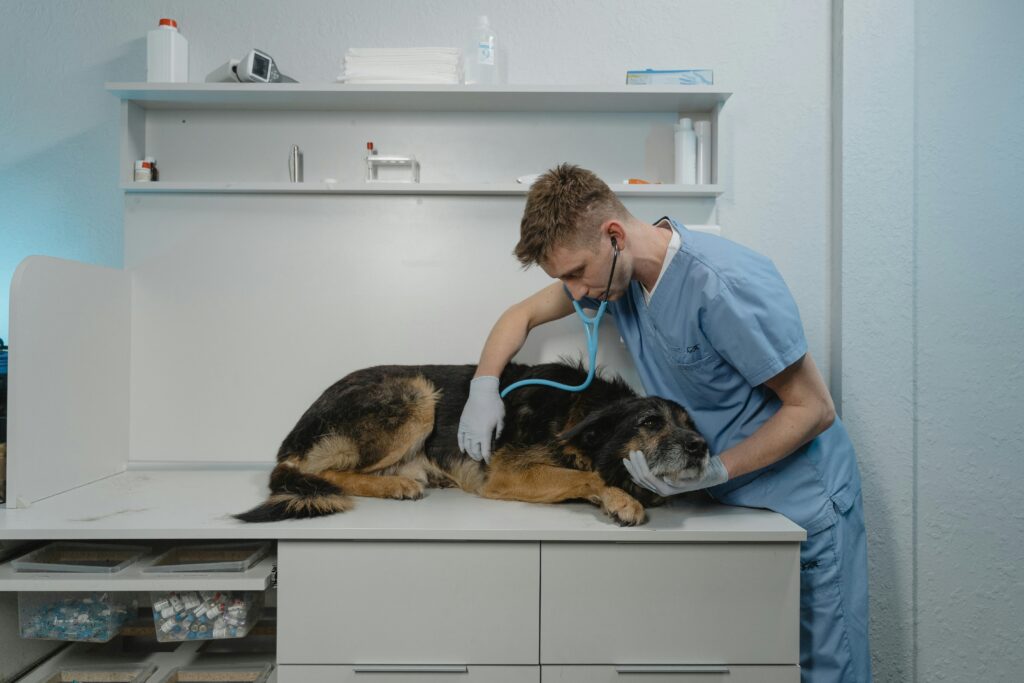 Understanding Your Dog’s Current Health Condition