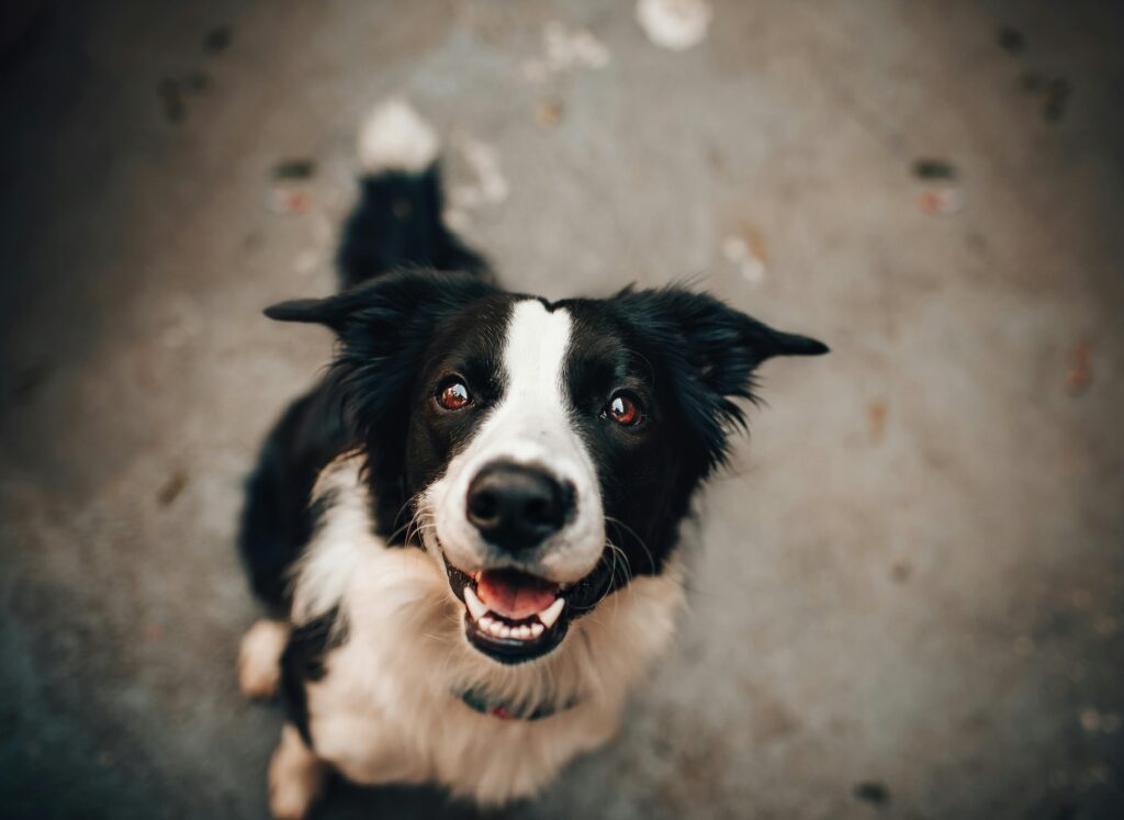 How to Test the SportDOG Bark Collar Without a Dog