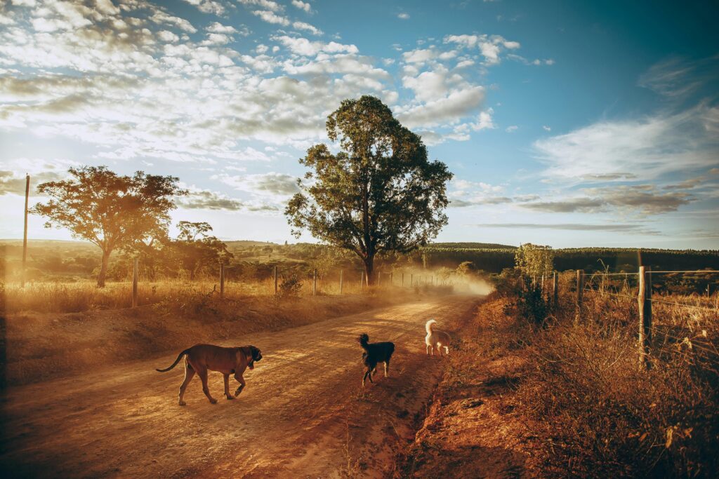 Multiple Dog Tracking