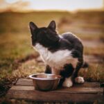 Renal Diet for Cats