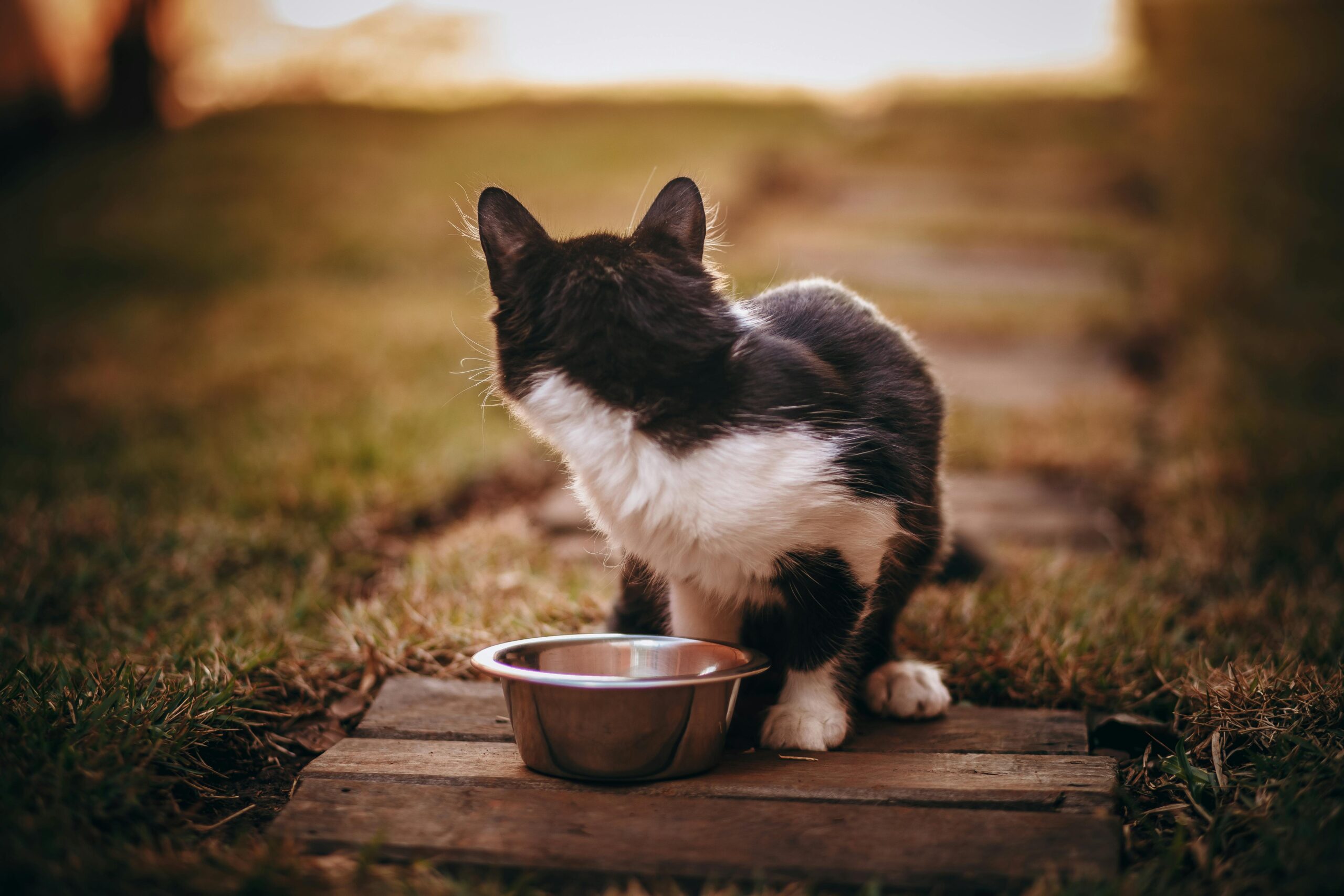 Renal Diet for Cats