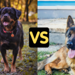 Rottweiler vs German Shepherd