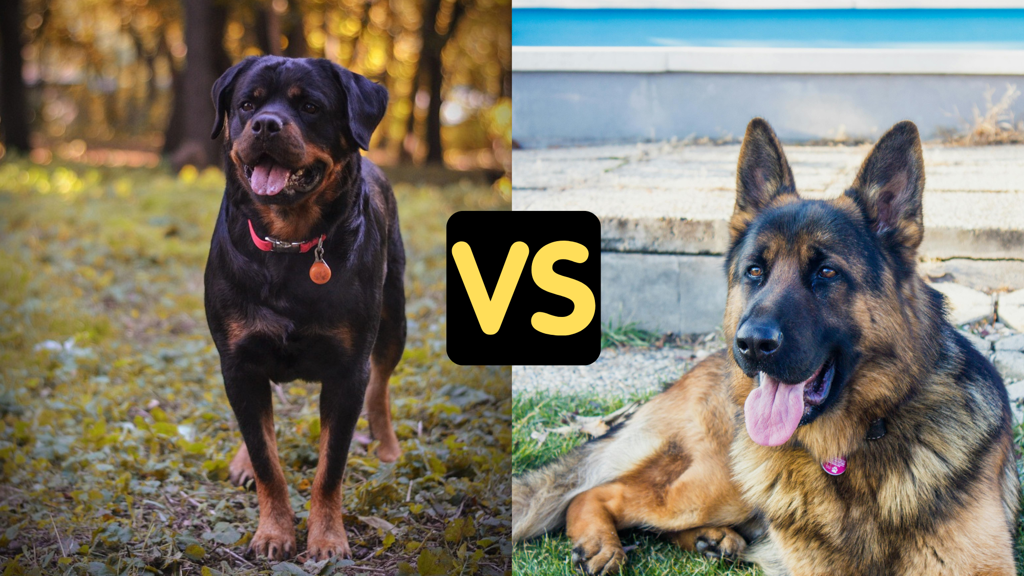 Rottweiler vs German Shepherd