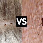 Dog Fleas vs Cat Fleas