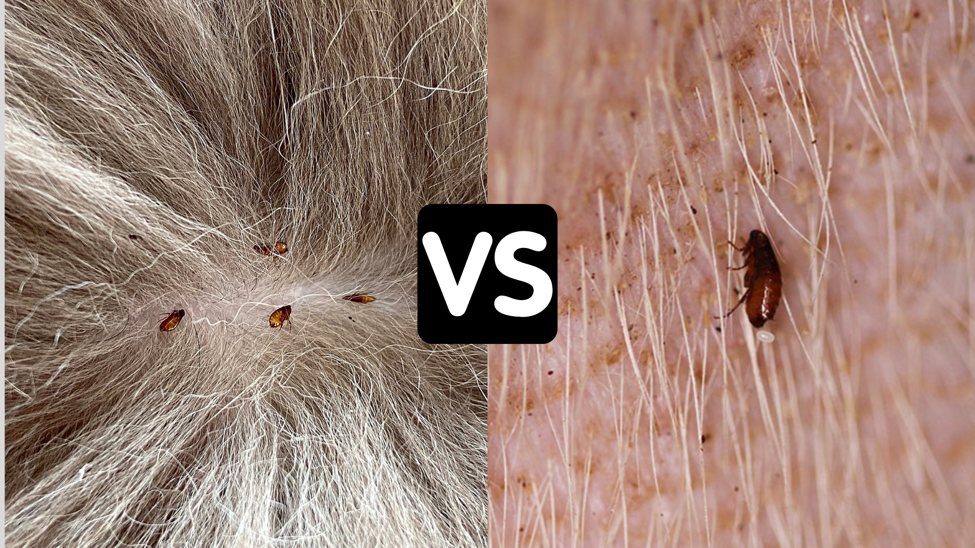 Dog Fleas vs Cat Fleas